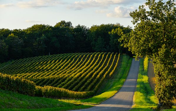 Armagnac: ‘potential to be underground success’