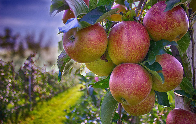 Calvados-Apples