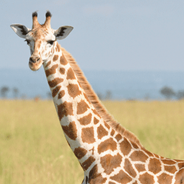 Glenmorangie partnership aims to protect giraffes