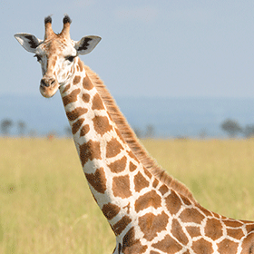 Glenmorangie partnership aims to protect giraffes - The Spirits Business