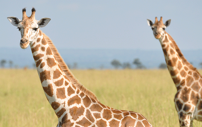 Glenmorangie-giraffes
