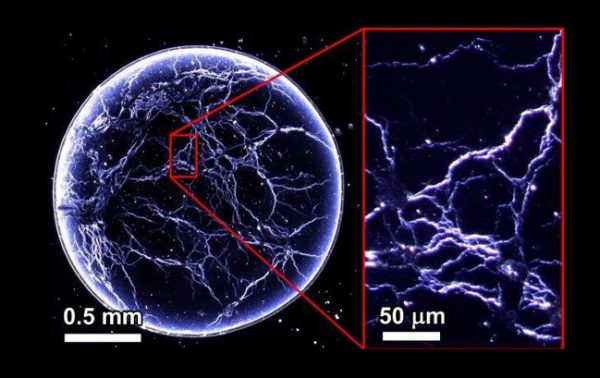 ‘Whiskey webs’ could spot fake spirits