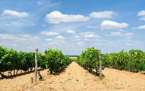 The Cognac Masters 2020 results