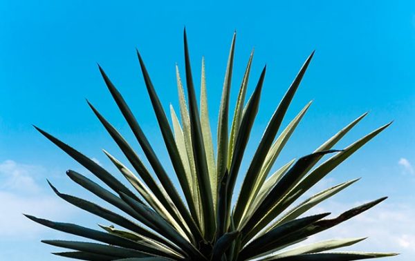 Drizly predicts US alcohol trends for 2021