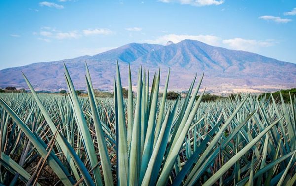 Tequila brands pushing the boundaries of sustainability