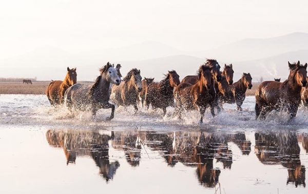 The Brand Champions 2020