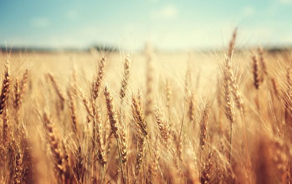 The American Whiskey Masters 2020 results