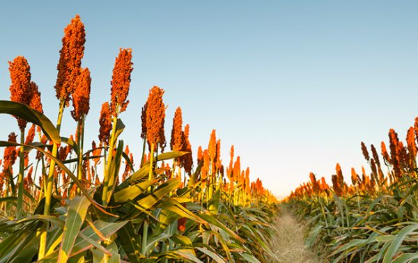 The producers shaking up Asian spirits