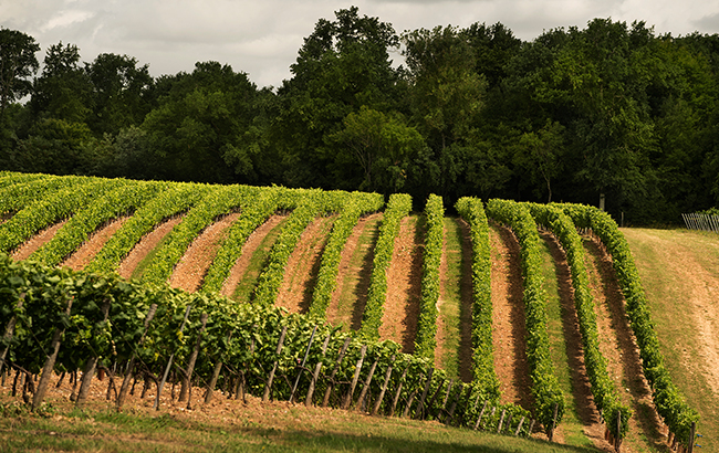 Vine time: grapes in the fields