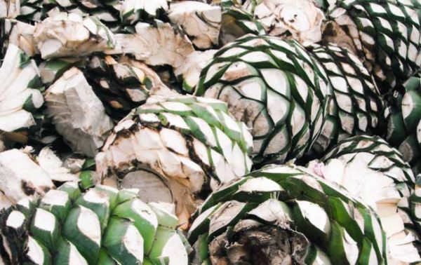 Can alternative agave spirits go mainstream?