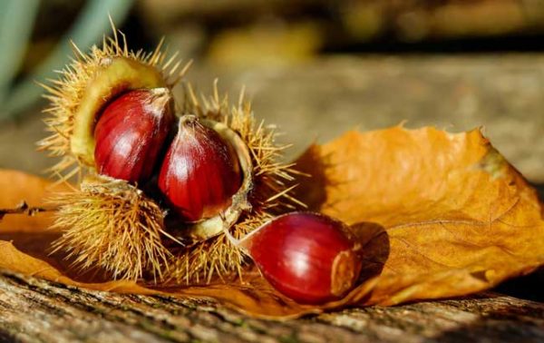 Top autumnal spirits for your drinks cabinet