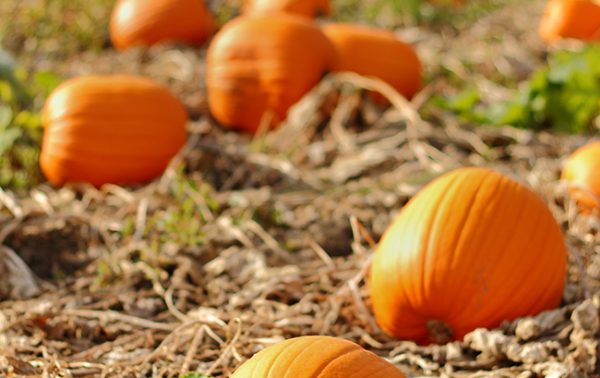 The DB & SB Autumn Blind Tasting 2020 results