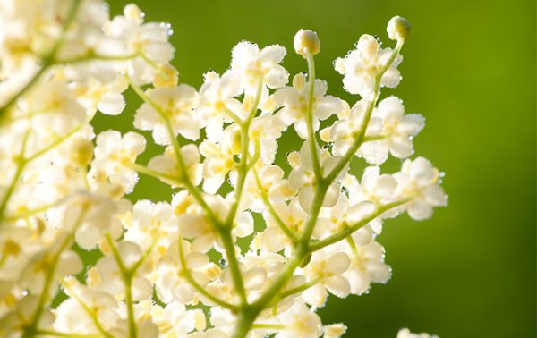 The Liqueur Masters 2020 results