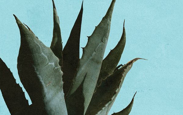 Distiller seeks to create Australian agave spirits
