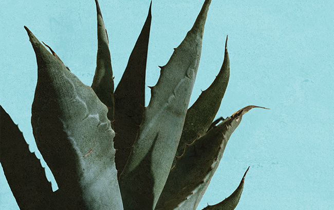 Agave plant