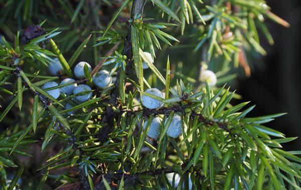 Gin brands to watch in 2021