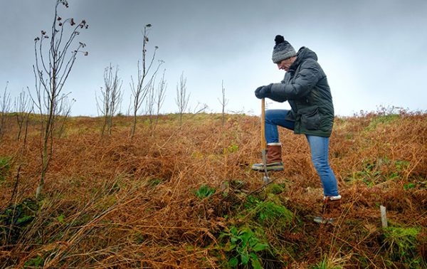 Johnnie Walker to plant one million trees