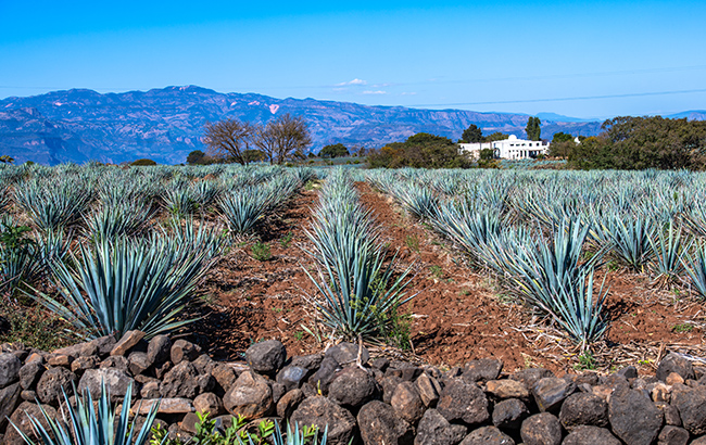 Tequila agave field