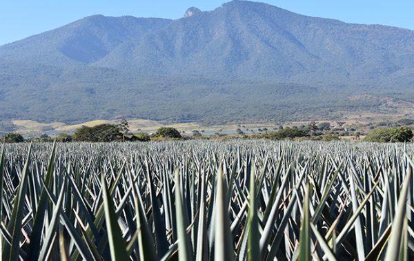 Trade group sues Desperados owner for ‘Tequila’ label