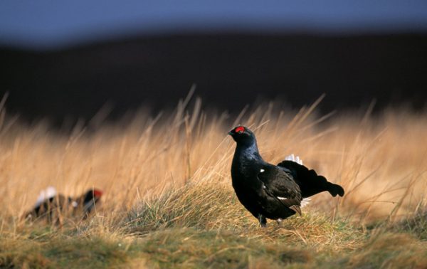 Famous Grouse initiative preserves Scottish wilderness