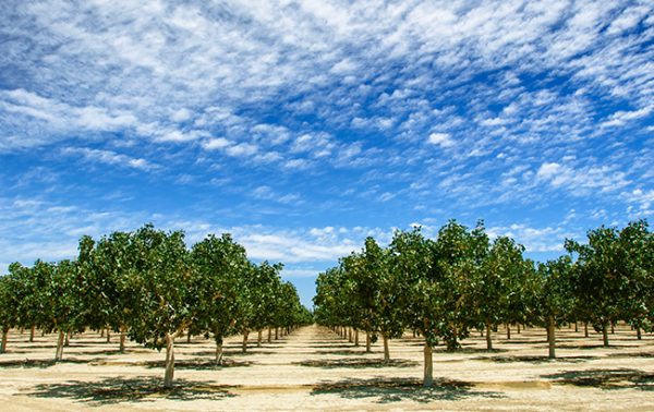 The distillers embracing sustainable practices