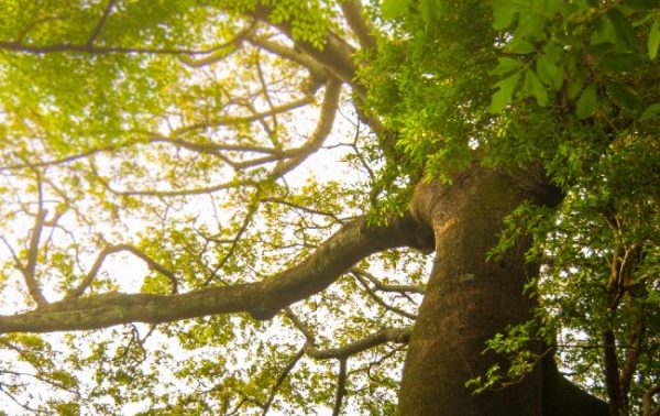 Flor de Caña aims high with pledge to plant 1m trees