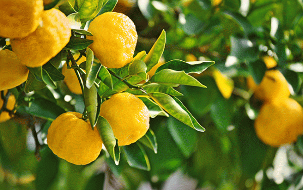 The Asian Spirits Masters 2021 results