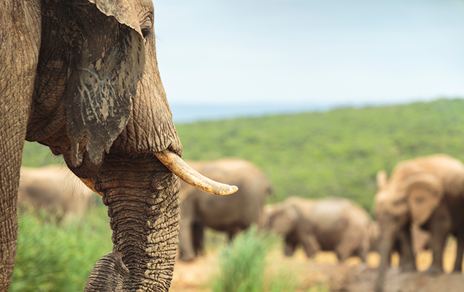 South Africa, elephants