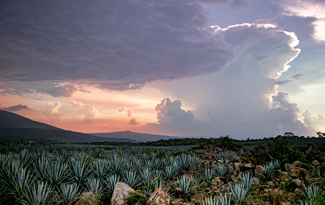 Amber Beverage Group's agave field