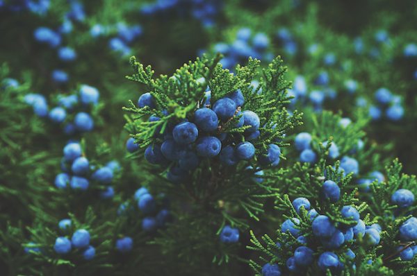 Climate change could alter gin’s taste