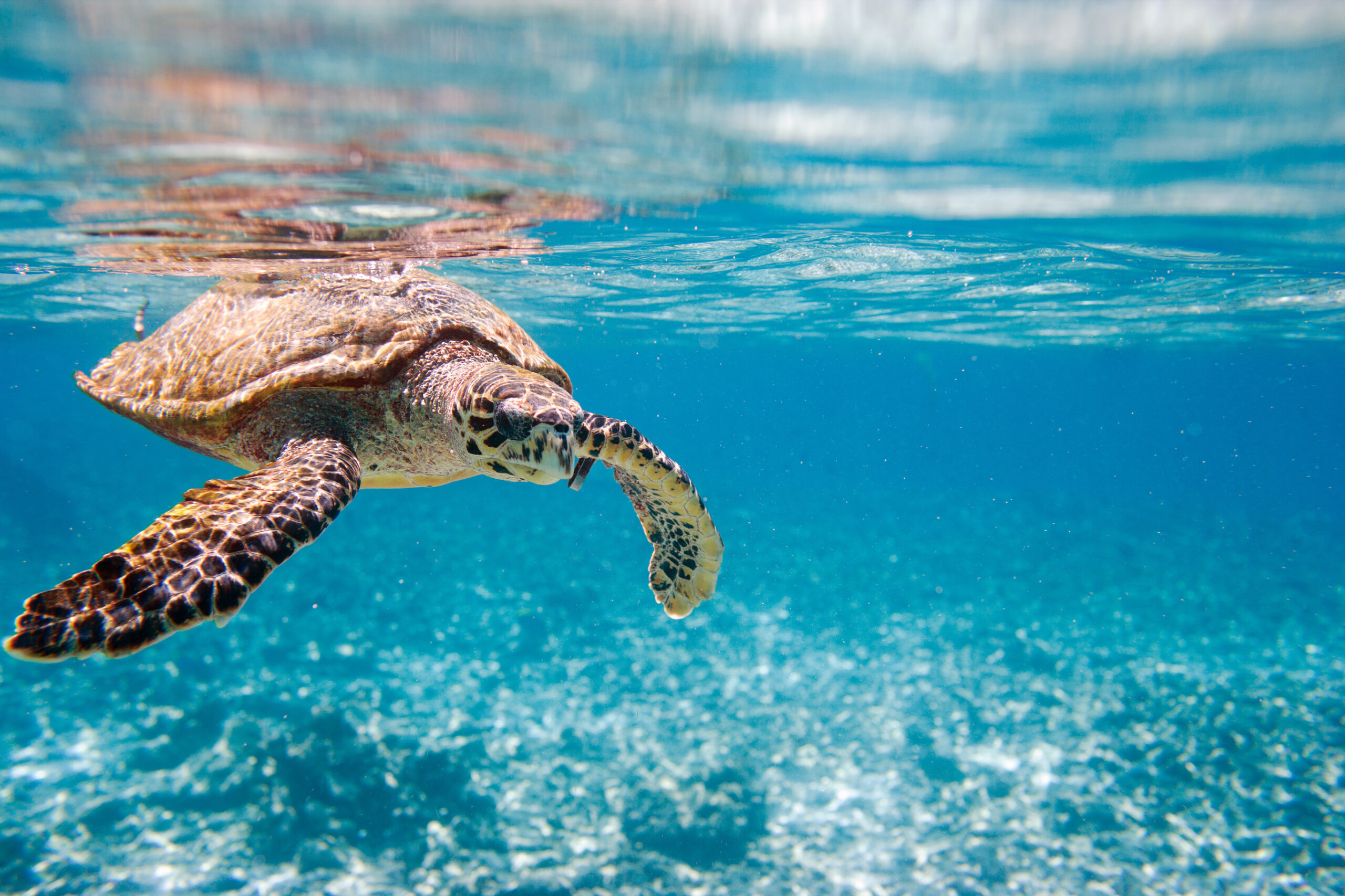 Вода и водные жители. Черепаха Каретта-Каретта. Черепаха бисса. Морская черепаха Сейшелы. Черепаха бисса (Каретта).