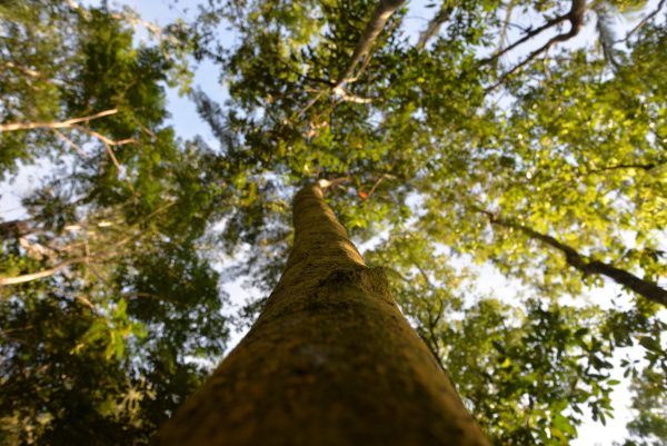 Guatemalan Spirits goes carbon neutral