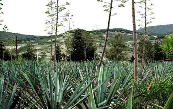 Monopoly no more: how mezcal certification is changing
