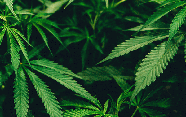 Cannabis firm Tilray buys Breckenridge Distillery