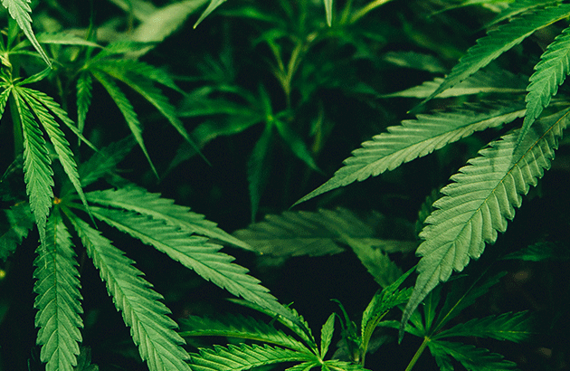 WSWA calls for cannabis legalisation