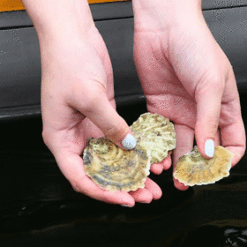 Dornoch-Firth-oysters