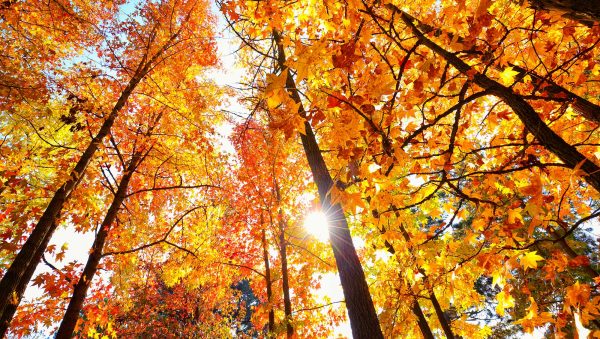 The DB & SB Autumn Blind Tasting 2021 results