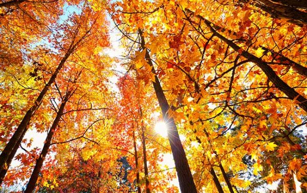 Enter now: The DB & SB Autumn Blind Tasting