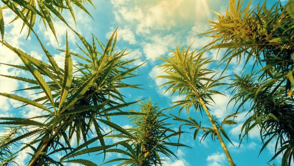 Cannabis drinks: big challenges, big rewards