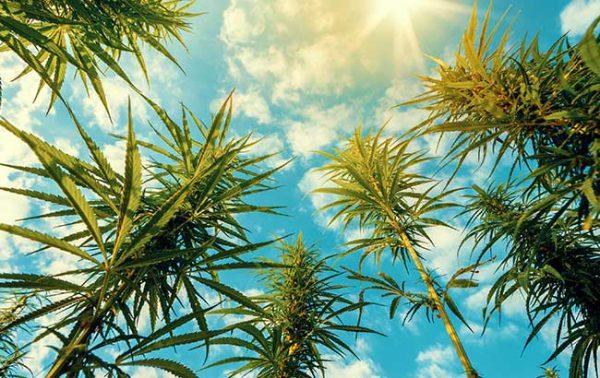 WSWA repeats call for cannabis legalisation