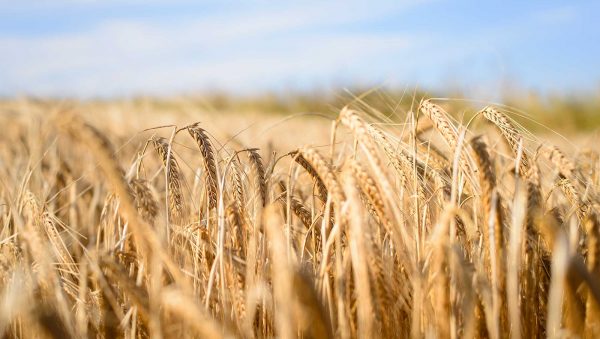 Taking stock: what’s next for Scotch whisky?