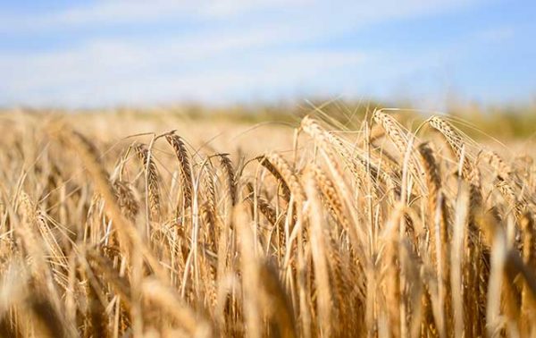 Climate change could ‘drastically impact’ Scotch production