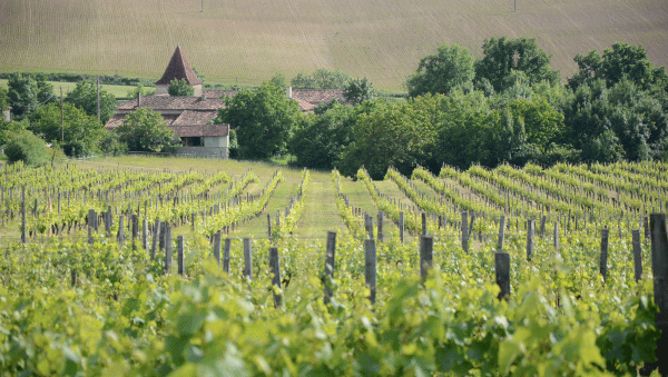 Armagnac: can France’s craft spirit keep up with demand?