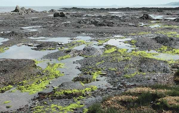 Peatland projects ‘essential’ to mitigating climate change