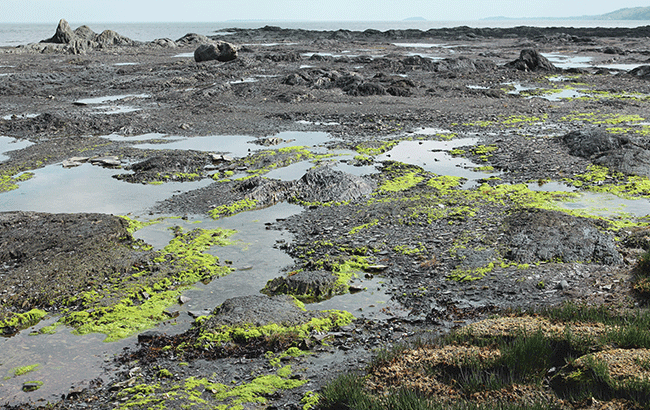 Peat restoration