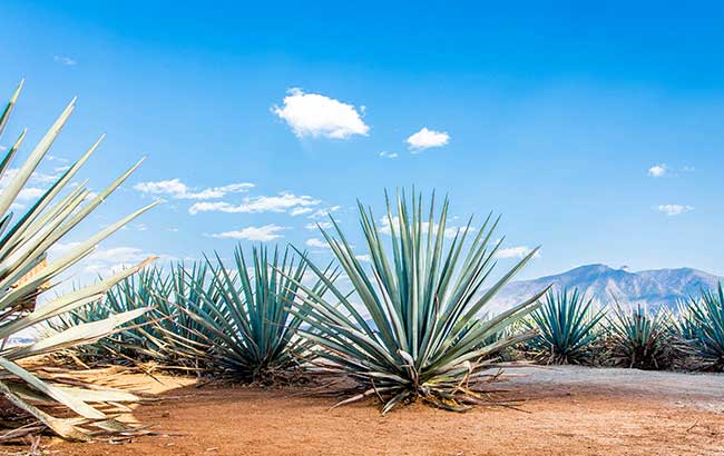 Tequila & Mezcal Masters