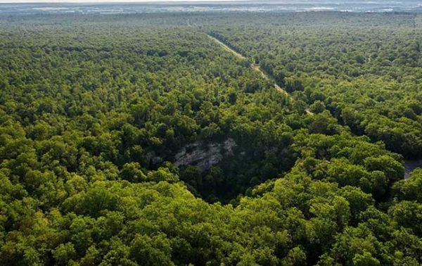 Hennessy launches reforestation programme