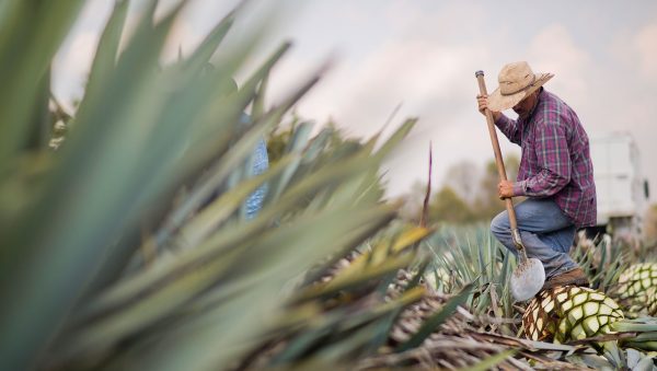 What’s behind the Tequila boom?