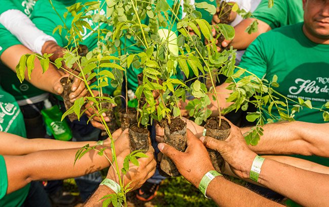 Flor-de-Cana-one-tree-planted