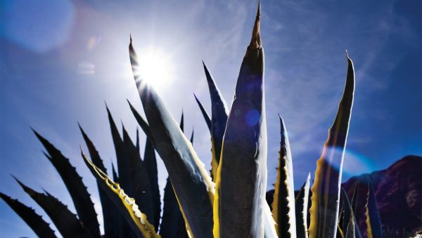 Mezcal regulators allow ‘greater competition’